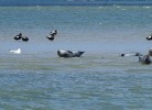 Seehunde